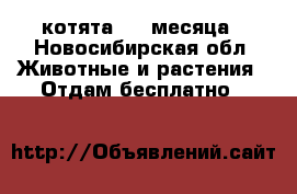 котята 1.5 месяца - Новосибирская обл. Животные и растения » Отдам бесплатно   